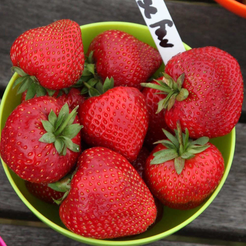 strawberry 'Cambridge Favourite'