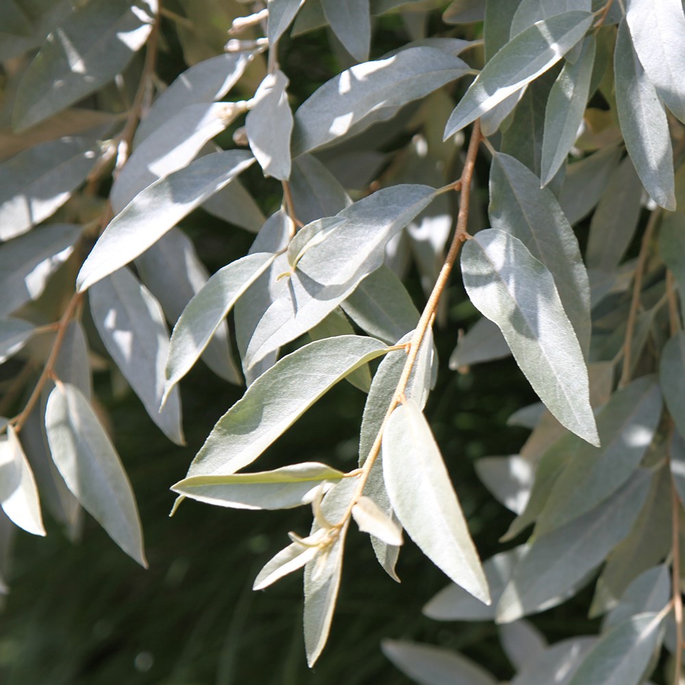 <i>Elaeagnus</i> 'Quicksilver'