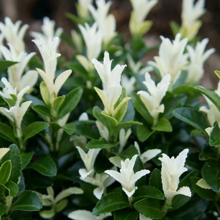 Euonymus japonicus Paloma Blanca ('Lankveld03') (PBR)