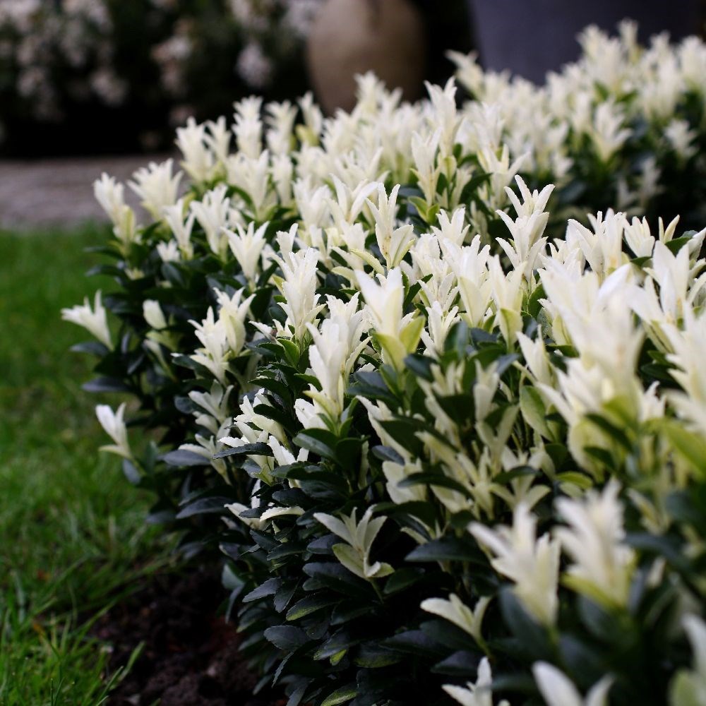 <i>Euonymus japonicus</i> <b class=small-caps>Paloma Blanca</b> ('Lankveld03') (PBR)