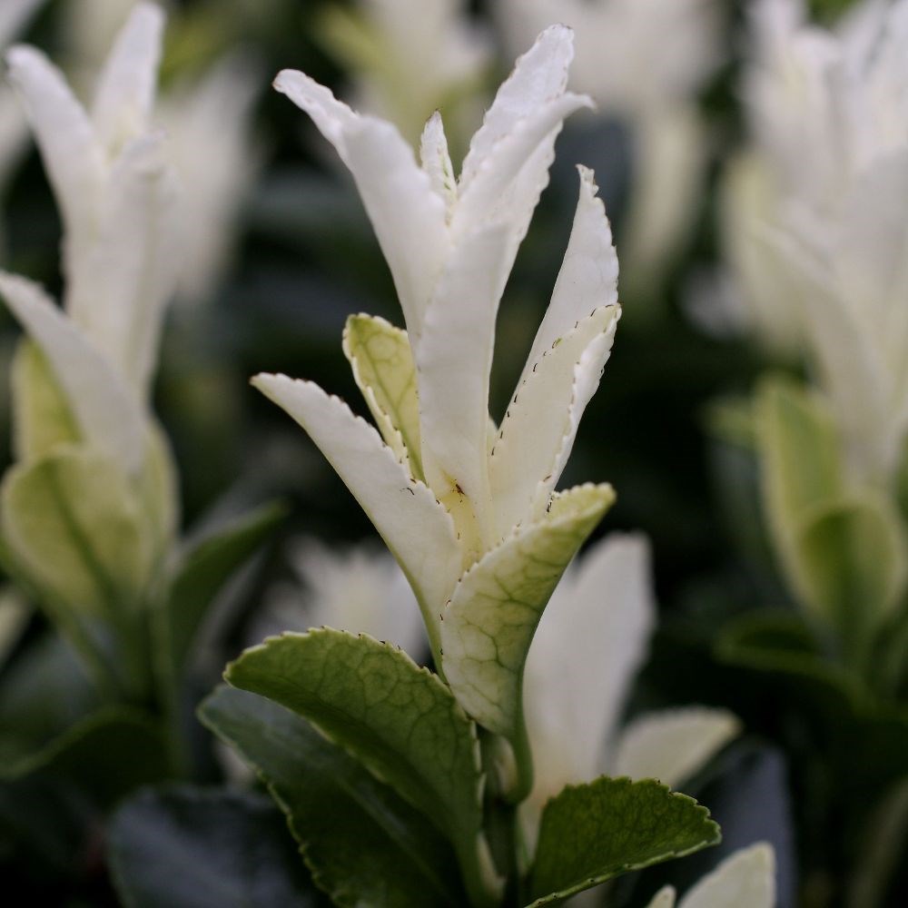 <i>Euonymus japonicus</i> <b class=small-caps>Paloma Blanca</b> ('Lankveld03') (PBR)