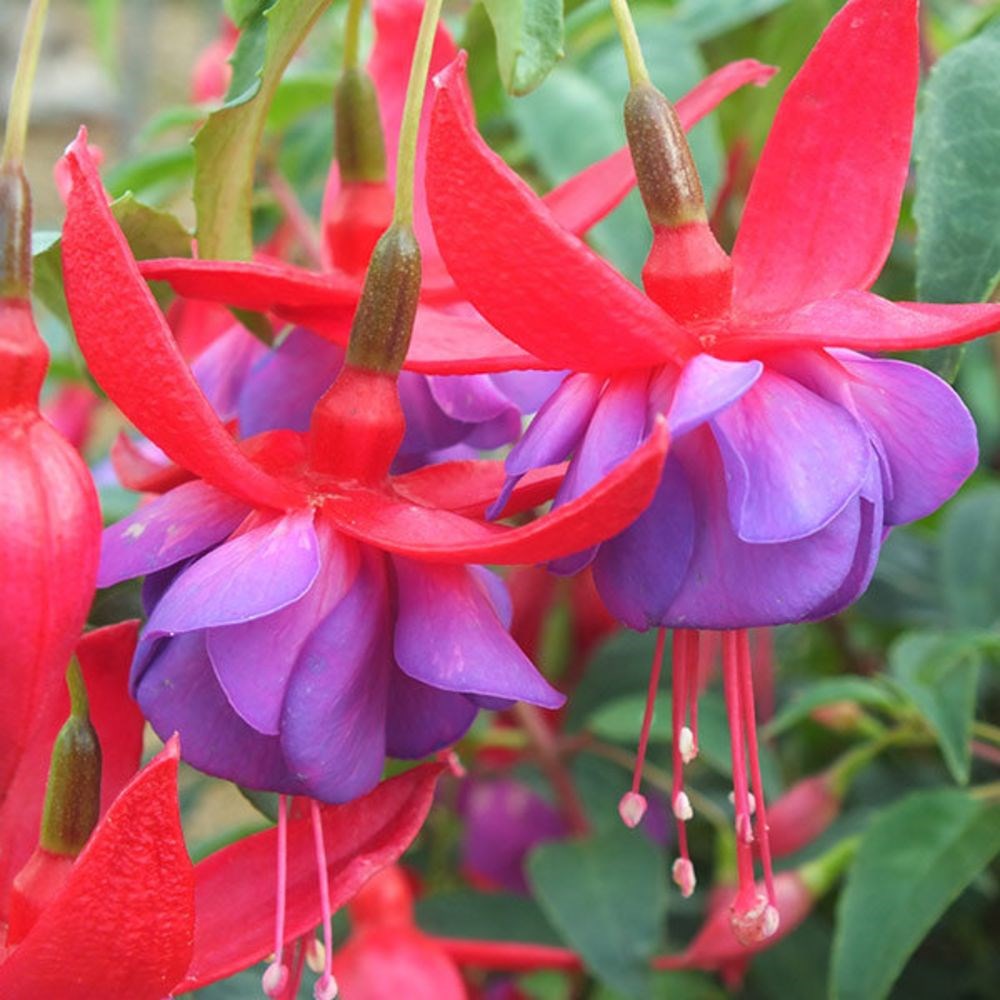<i>Fuchsia</i> 'Army Nurse'