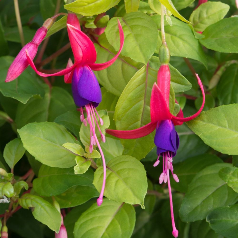 <i>Fuchsia</i> 'Genii'