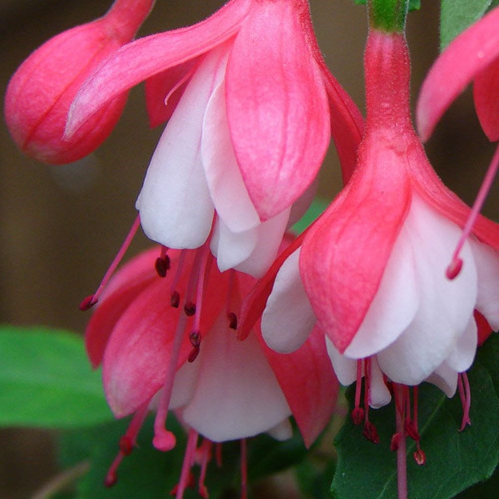 <i>Fuchsia</i> 'Lady Thumb'