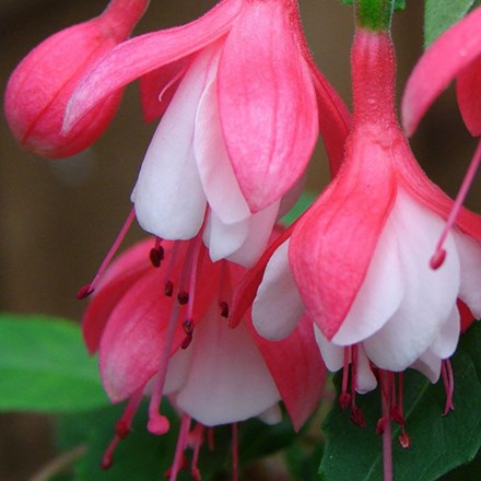 Fuchsia Lady Thumb