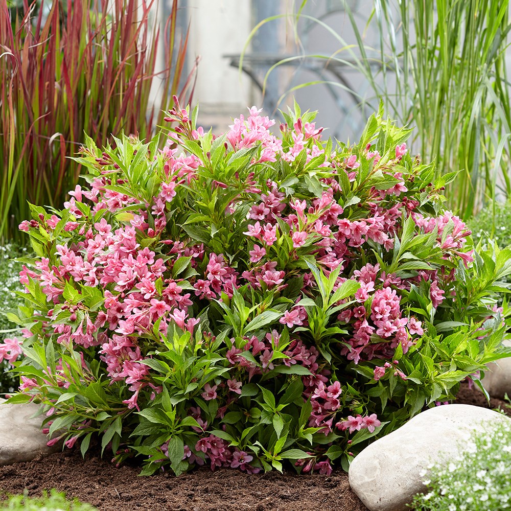 <i>Weigela</i> <b class=small-caps>Picobella Rosa</b> ('Tvp2') (PBR)
