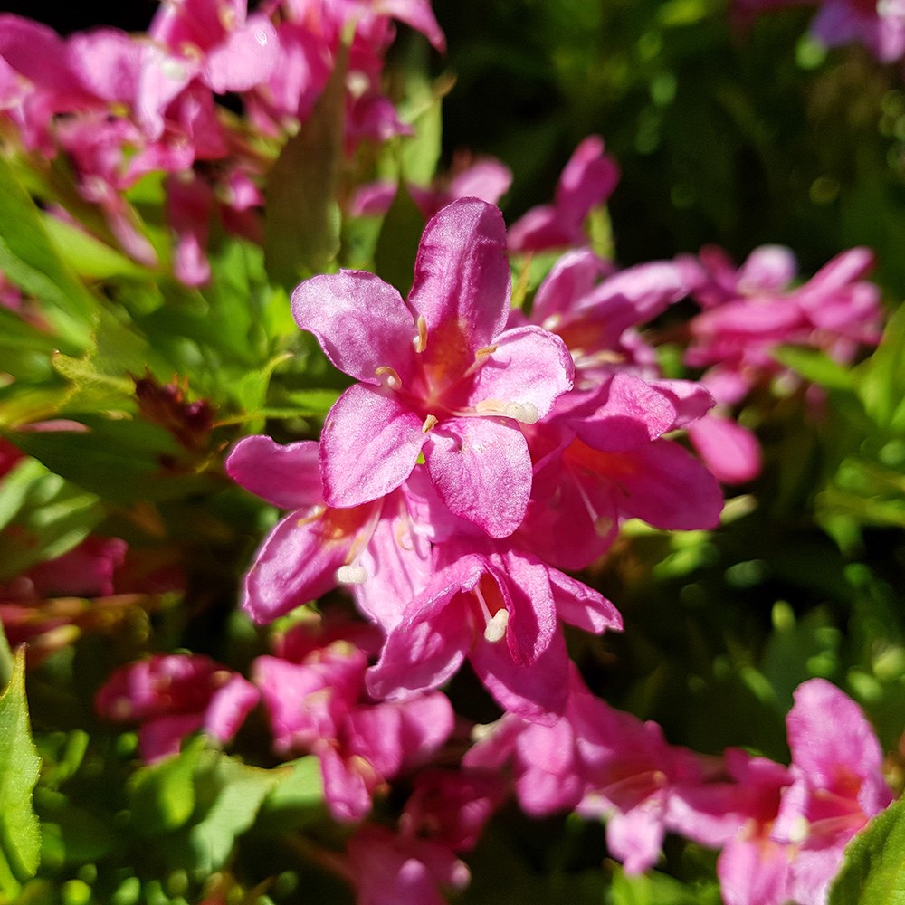 <i>Weigela</i> <b class=small-caps>Picobella Rosa</b> ('Tvp2') (PBR)