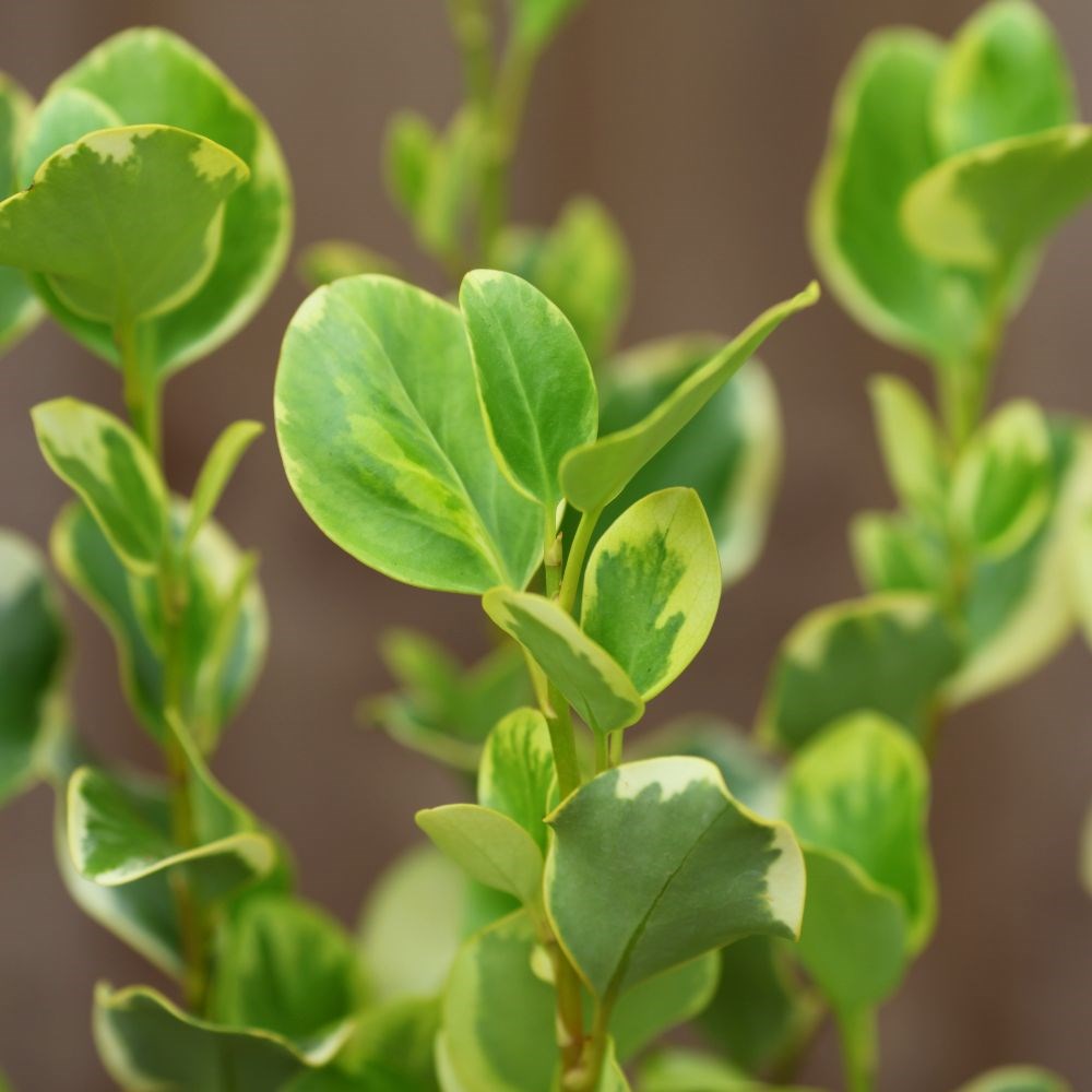 <i>Griselinia littoralis</i> 'Variegata'