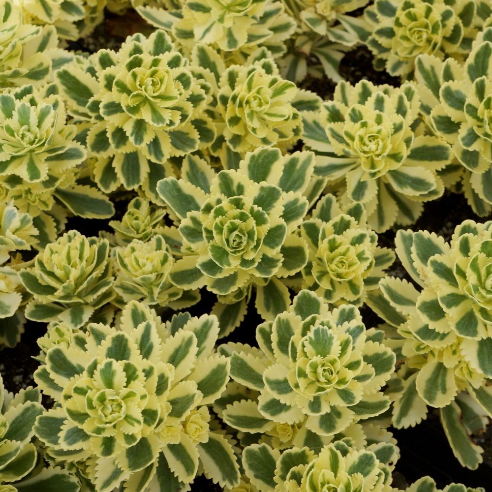 <i>Sedum takesimense</i> <b class=small-caps>Atlantis</B> ('Nonsitnal') (PBR)