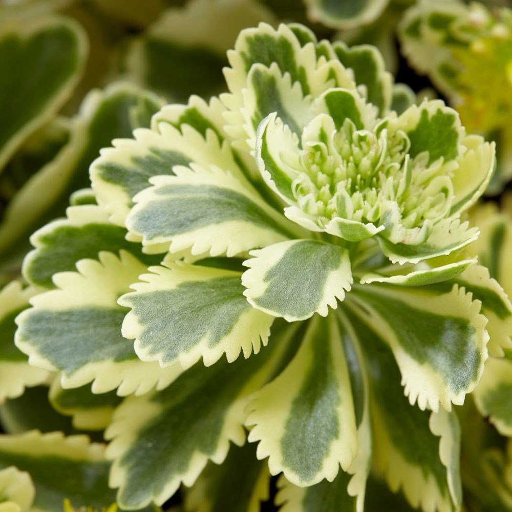 <i>Sedum takesimense</i> <b class=small-caps>Atlantis</B> ('Nonsitnal') (PBR)