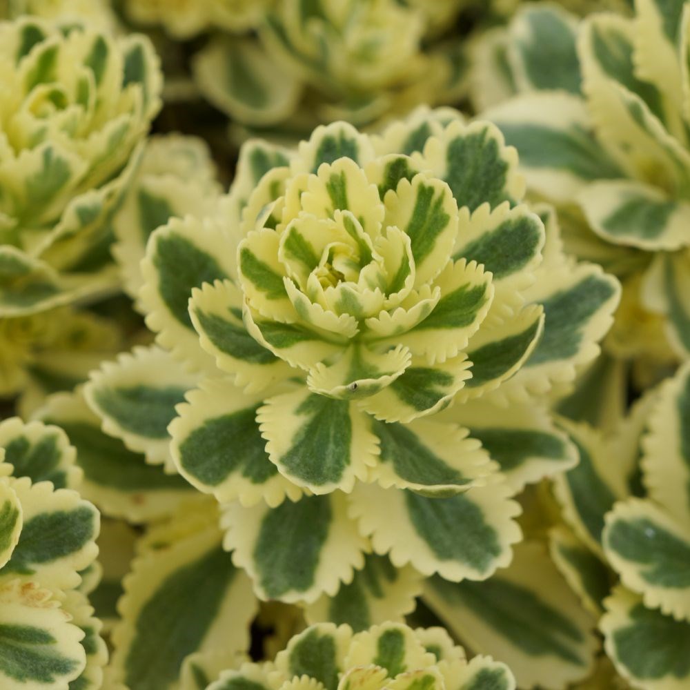 <i>Sedum takesimense</i> <b class=small-caps>Atlantis</B> ('Nonsitnal') (PBR)