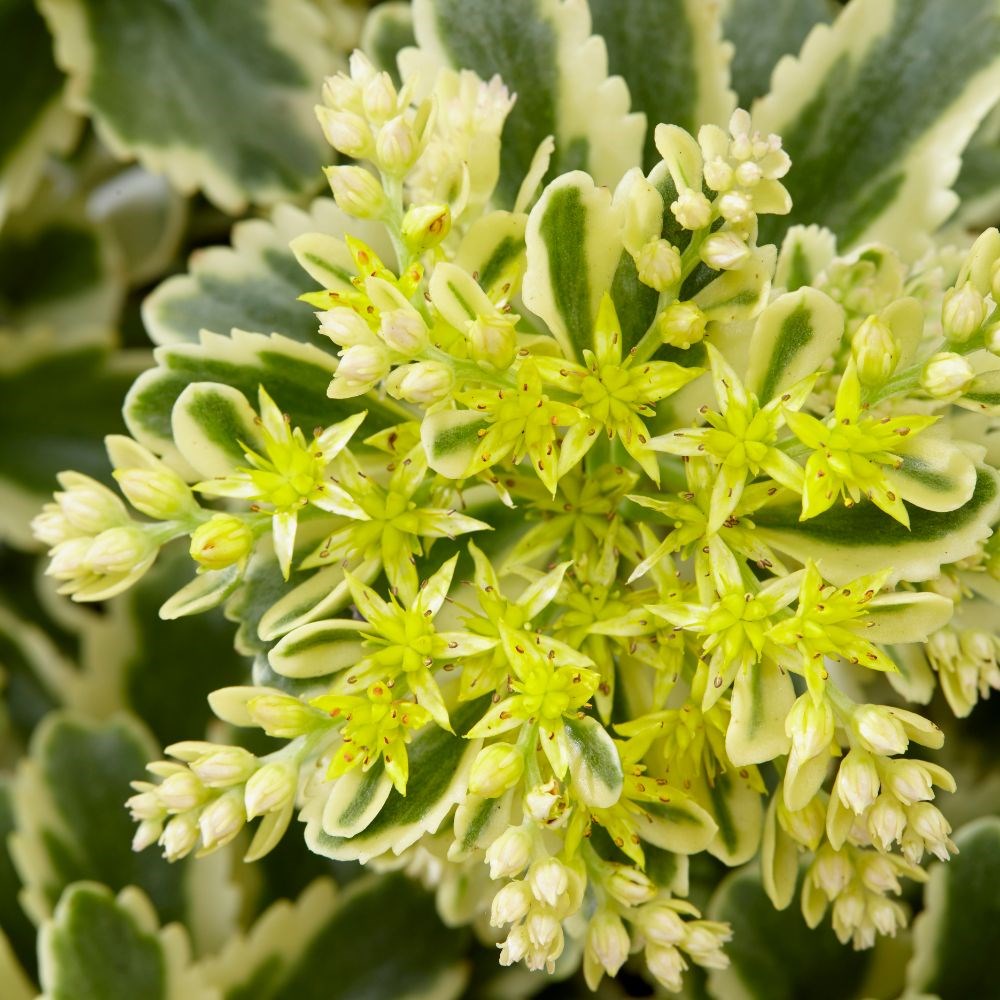 <i>Sedum takesimense</i> <b class=small-caps>Atlantis</B> ('Nonsitnal') (PBR)