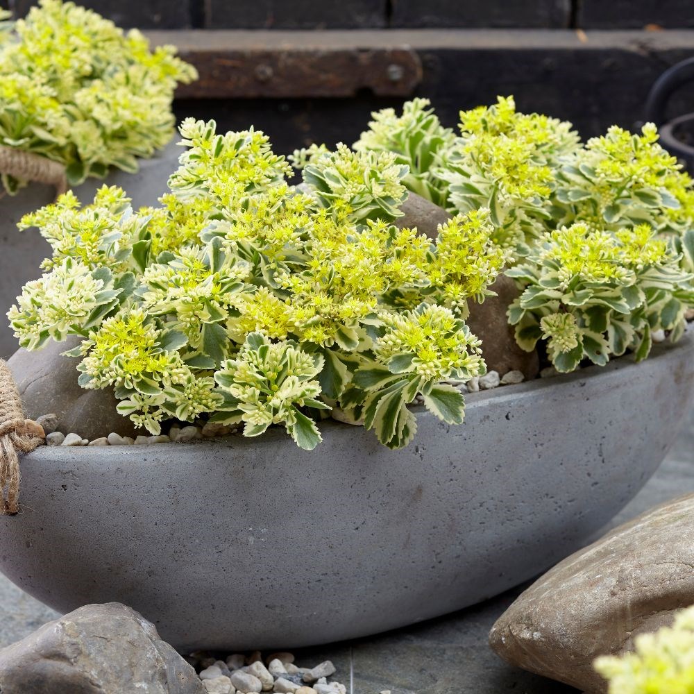 <i>Sedum takesimense</i> <b class=small-caps>Atlantis</B> ('Nonsitnal') (PBR)