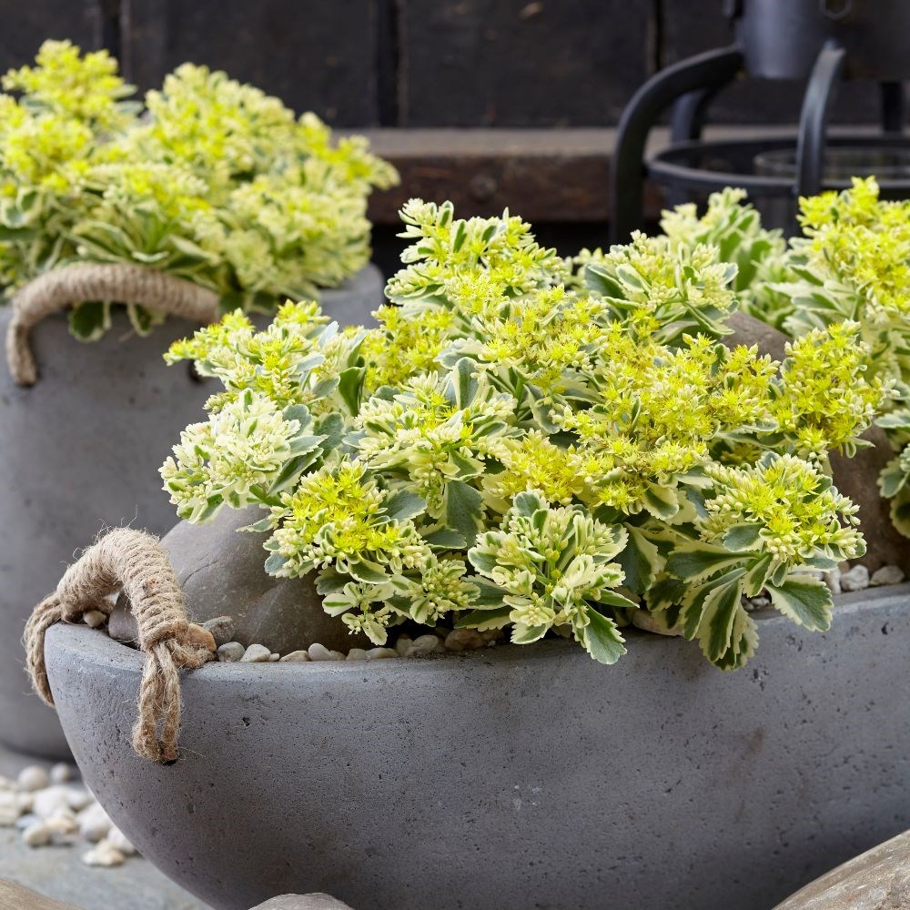 <i>Sedum takesimense</i> <b class=small-caps>Atlantis</B> ('Nonsitnal') (PBR)
