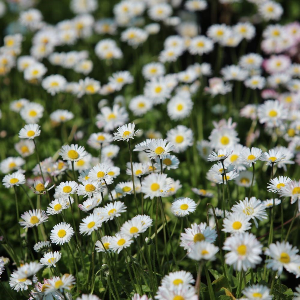 <i>Bellis perennis</i> 
