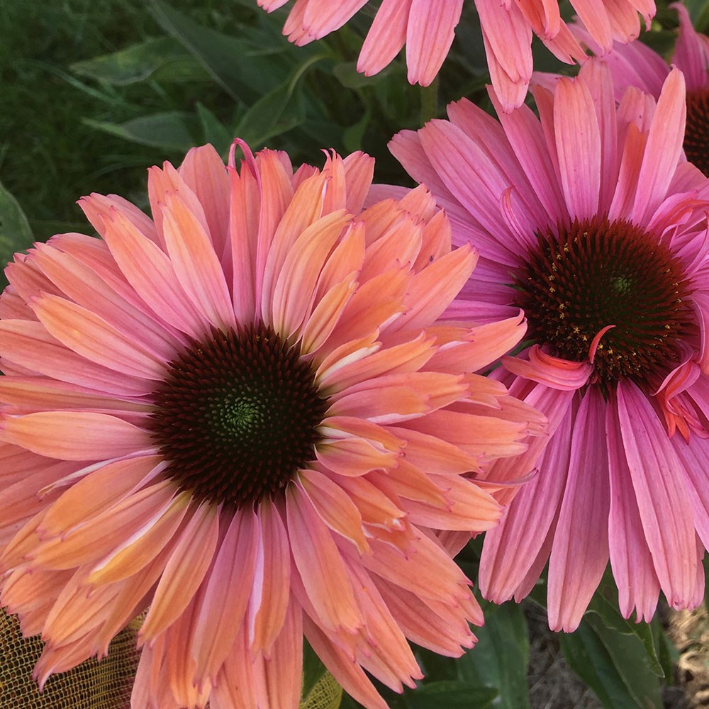 <i>Echinacea</i> <b class=small-caps>SunSeekers Rainbow</b> ('IFECSSRA') (PBR) (SunSeekers Series)