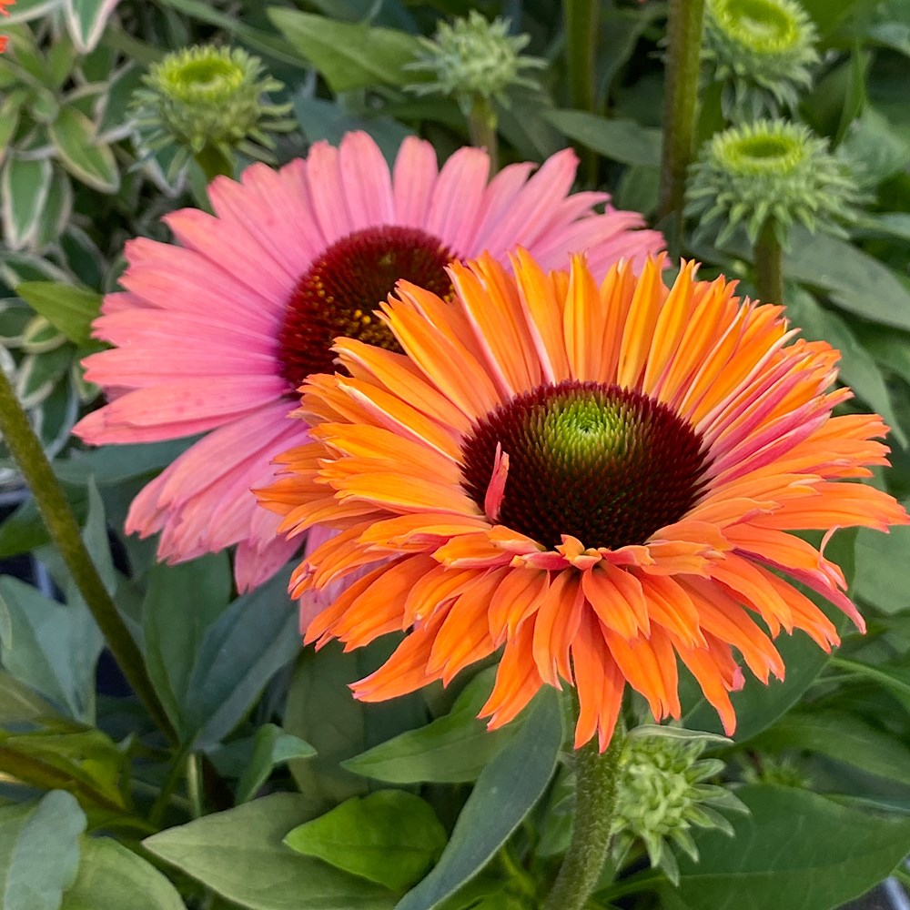 <i>Echinacea</i> <b class=small-caps>SunSeekers Rainbow</b> ('IFECSSRA') (PBR) (SunSeekers Series)