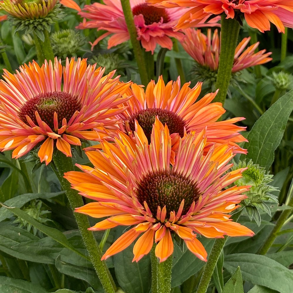 <i>Echinacea</i> <b class=small-caps>SunSeekers Rainbow</b> ('IFECSSRA') (PBR) (SunSeekers Series)