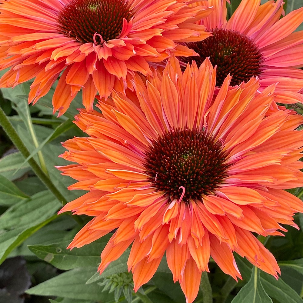 <i>Echinacea</i> <b class=small-caps>SunSeekers Rainbow</b> ('IFECSSRA') (PBR) (SunSeekers Series)