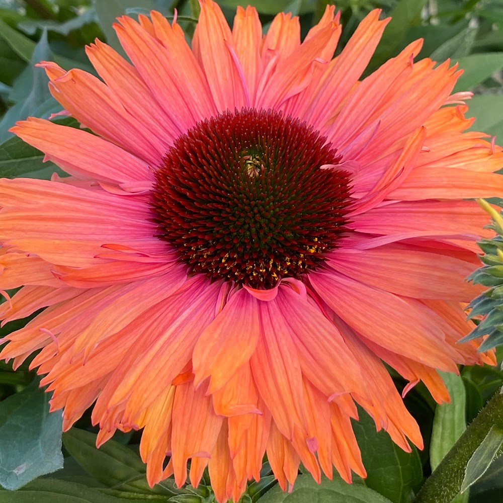 <i>Echinacea</i> <b class=small-caps>SunSeekers Rainbow</b> ('IFECSSRA') (PBR) (SunSeekers Series)