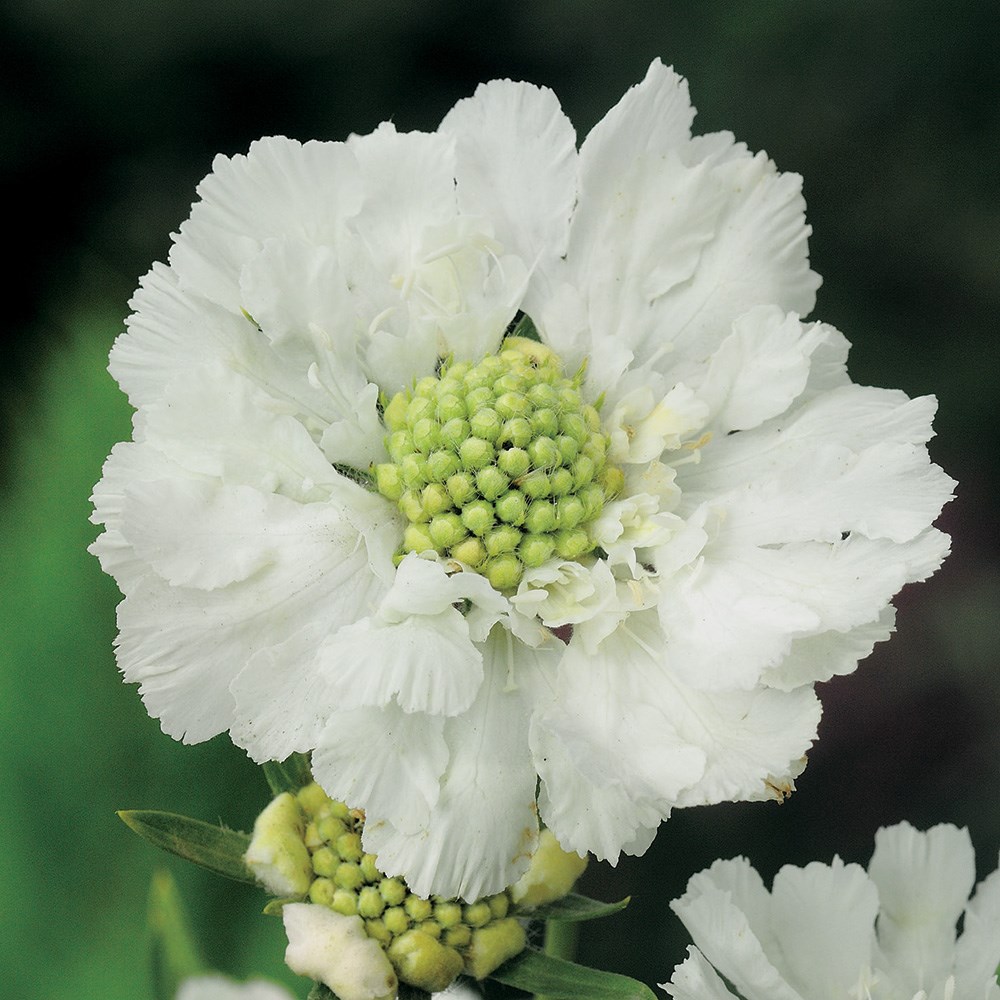 <I>Scabiosa caucasica</i> 'Perfecta Alba' (Perfecta Series)