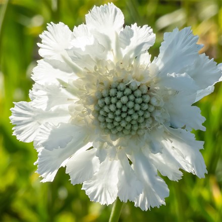 Scabiosa caucasica Perfecta Alba (Perfecta Series)