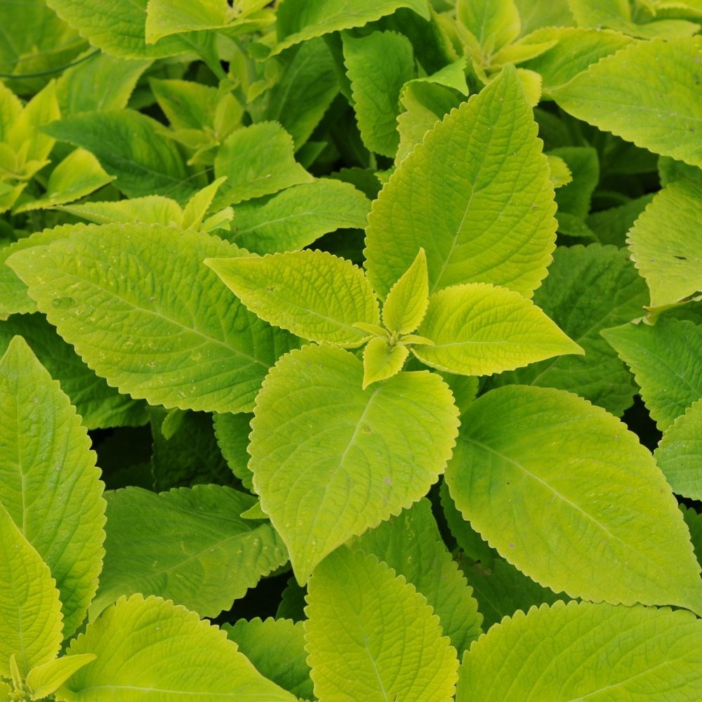 Coleus 'Lime Delight'