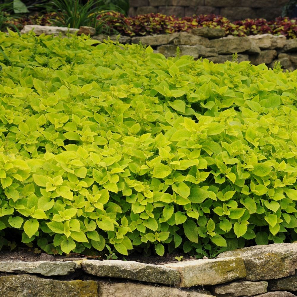 Coleus 'Lime Delight'