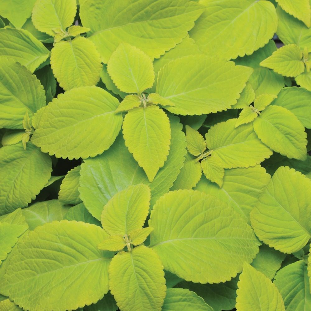 Coleus 'Lime Delight'
