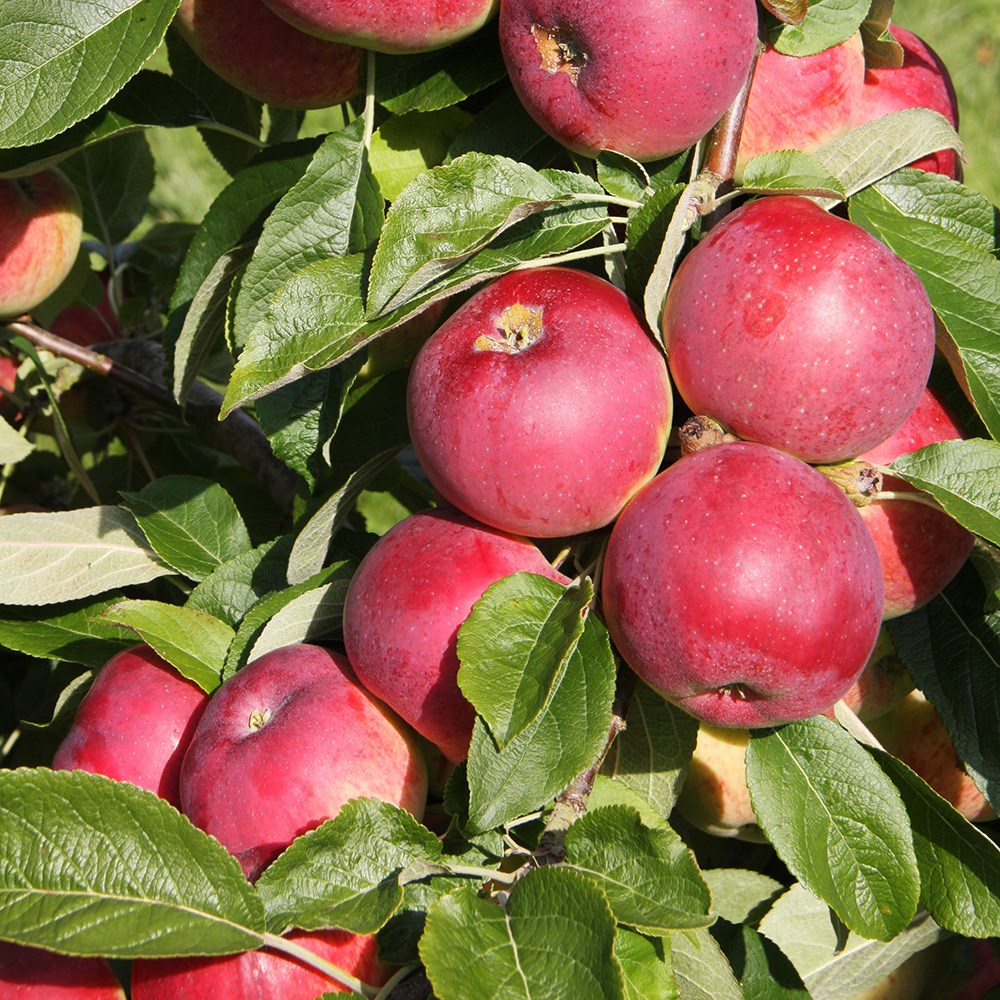 apple <b class=small-caps>Eden</b> ('Sjca38r6a74')
