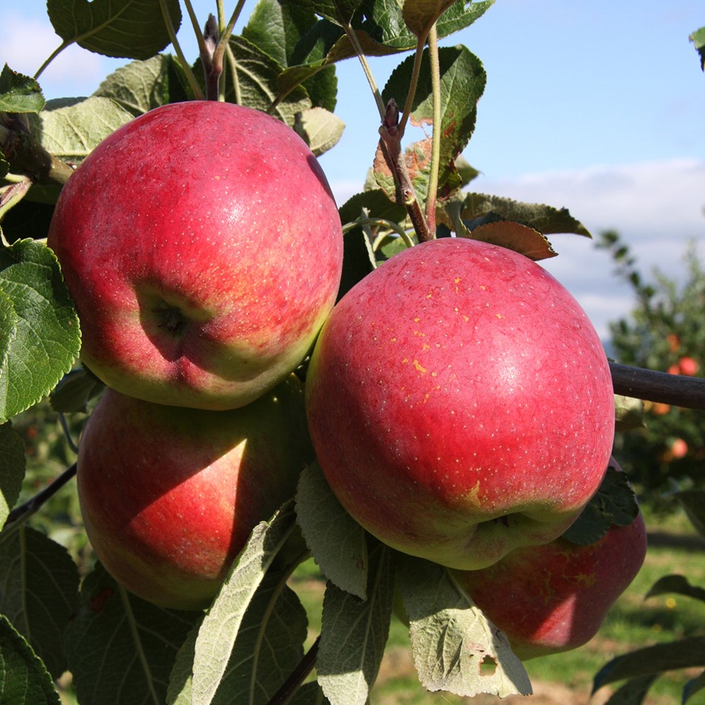 apple <b class=small-caps>Eden</b> ('Sjca38r6a74')