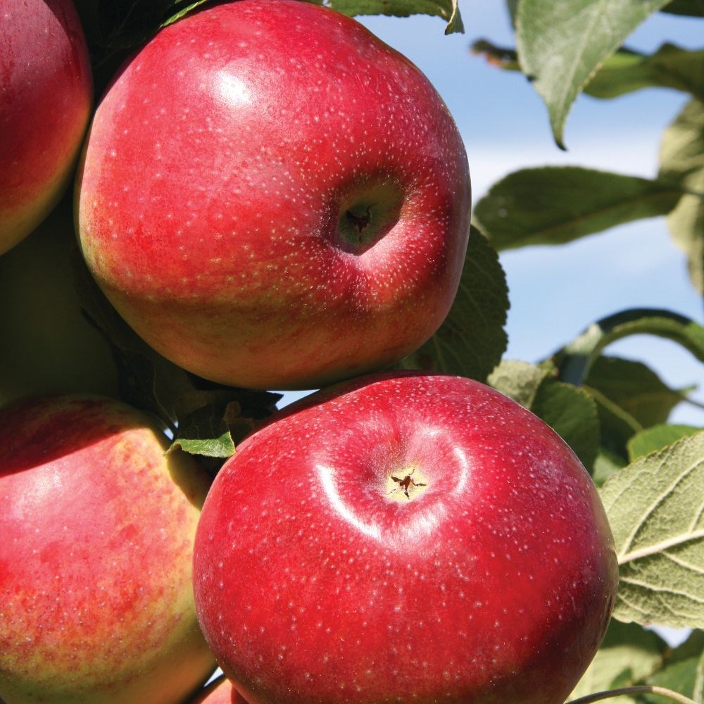 apple <b class=small-caps>Eden</b> ('Sjca38r6a74')