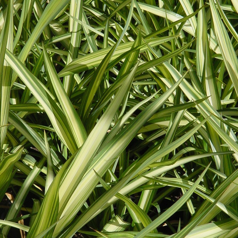 <i>Phormium</i> 'Yellow Wave'