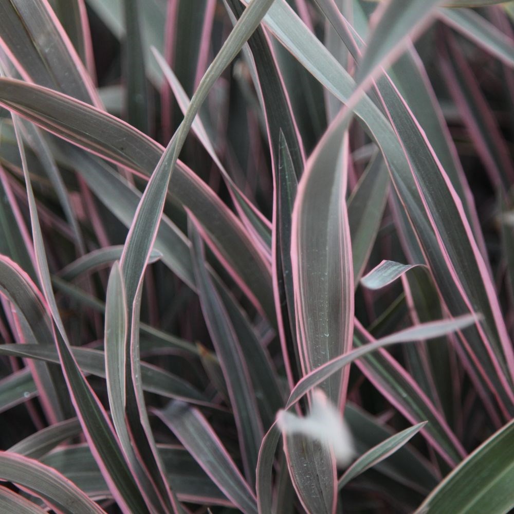 <i>Phormium</i> 'Pink Stripe'