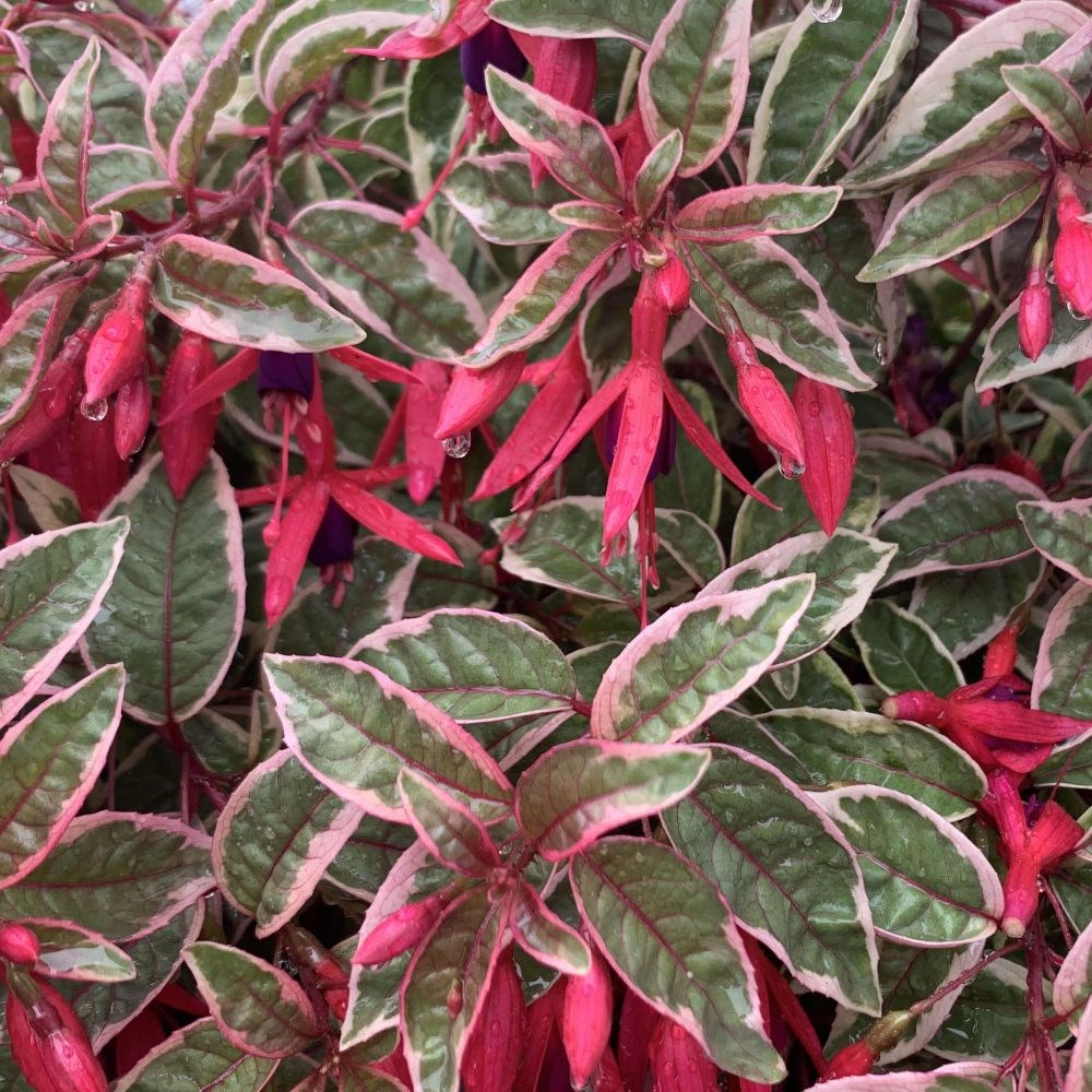 <i>Fuchsia</i> 'Sunray'