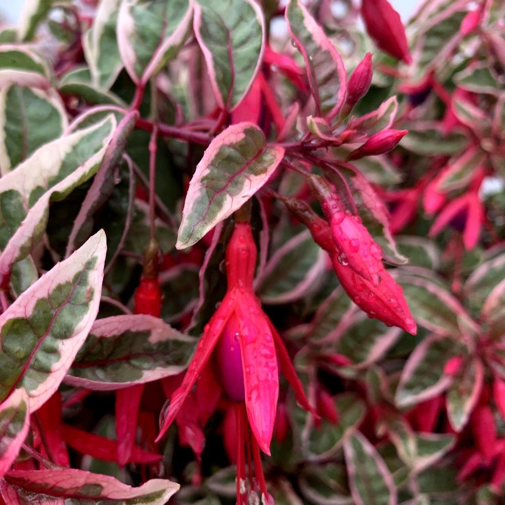 <i>Fuchsia</i> 'Sunray'
