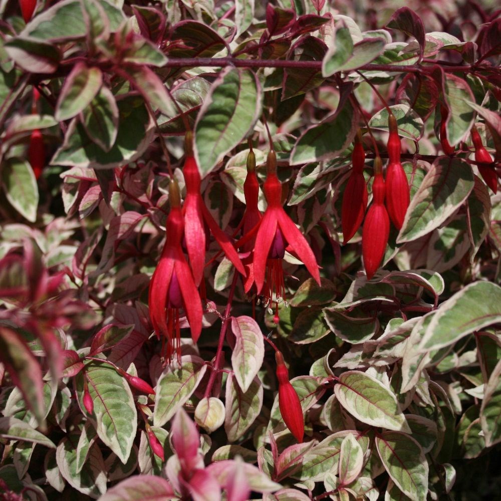 <i>Fuchsia</i> 'Sunray'