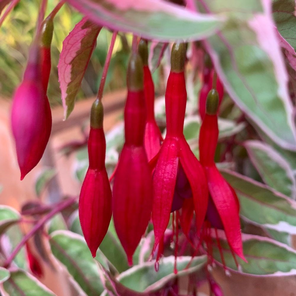 <i>Fuchsia</i> 'Sunray'