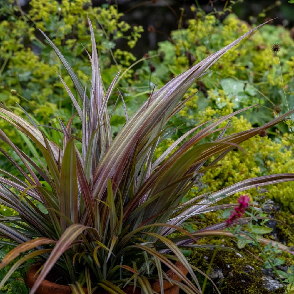 <i>Astelia nervosa</i> 'Westland'