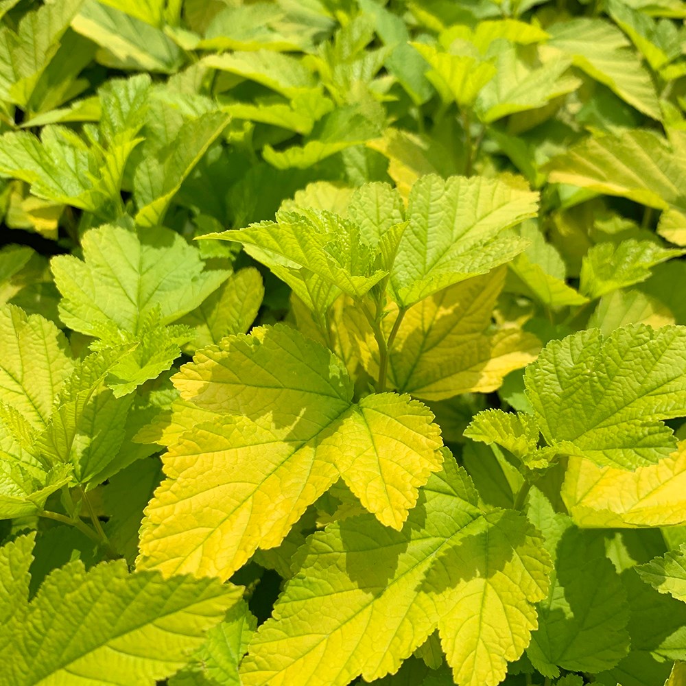 <i>Physocarpus opulifolius</i> 'Dart's Gold'