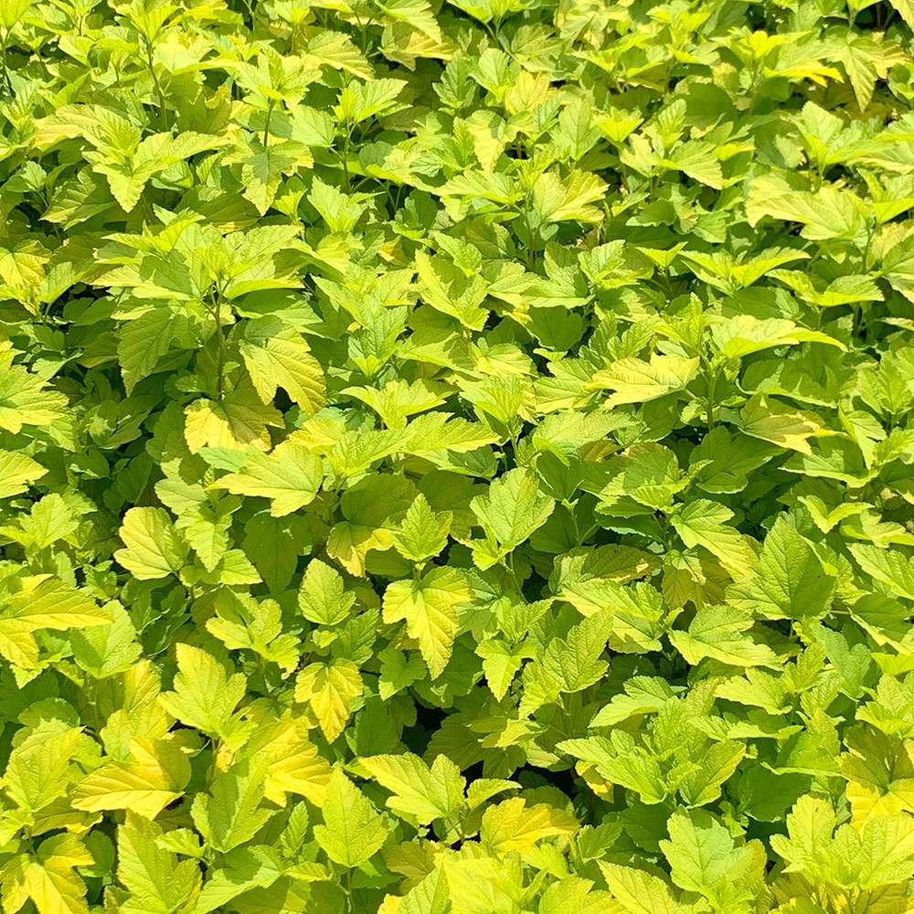 <i>Physocarpus opulifolius</i> 'Dart's Gold'