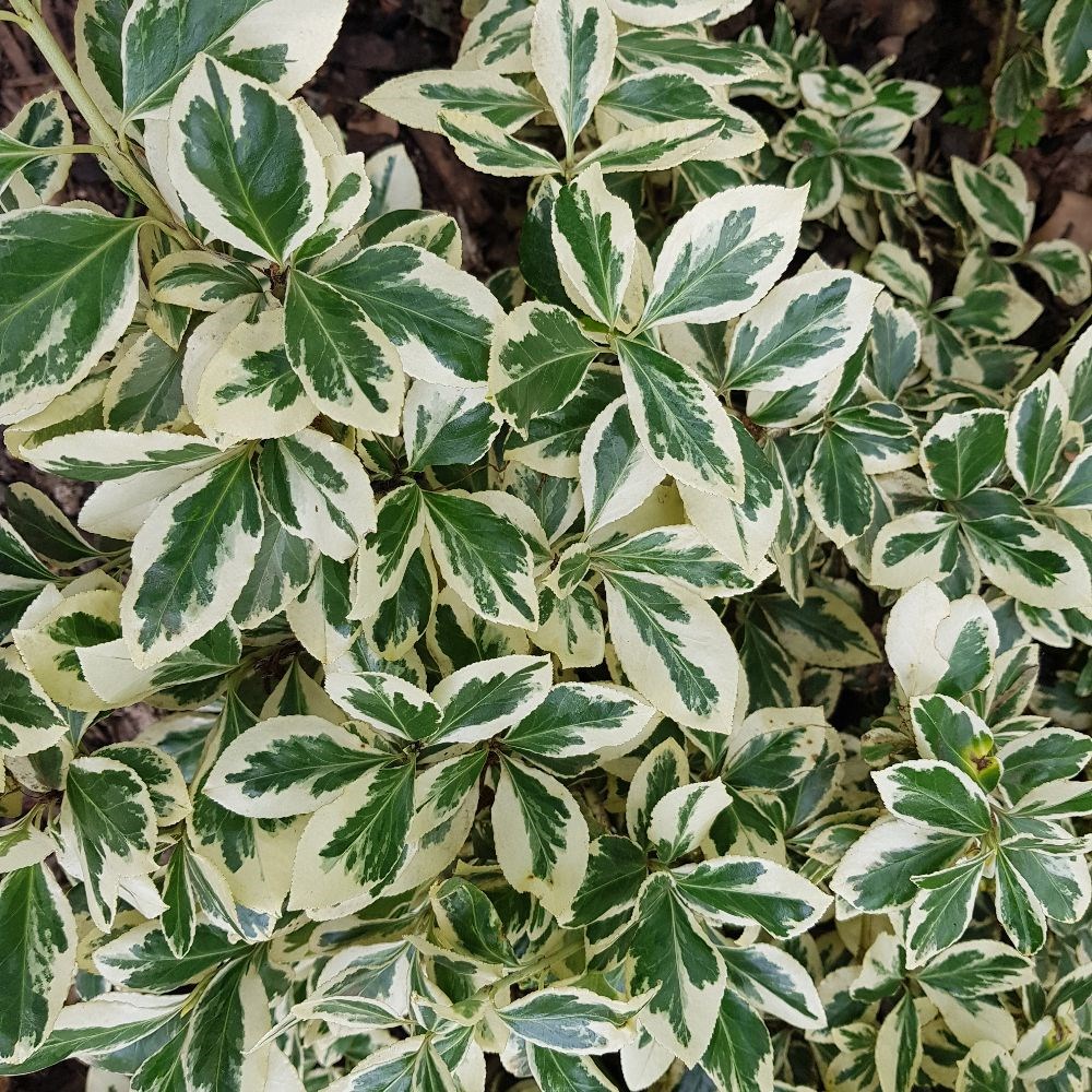 <i>Euonymus fortunei</i> 'Silver Queen'