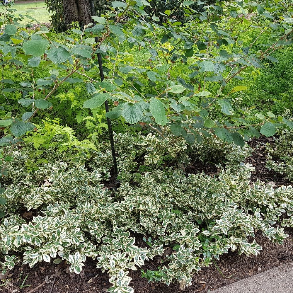<i>Euonymus fortunei</i> 'Silver Queen'