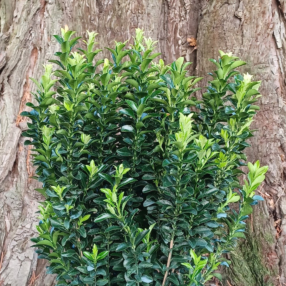 <i>Euonymus japonicus</i> 'Green Rocket'