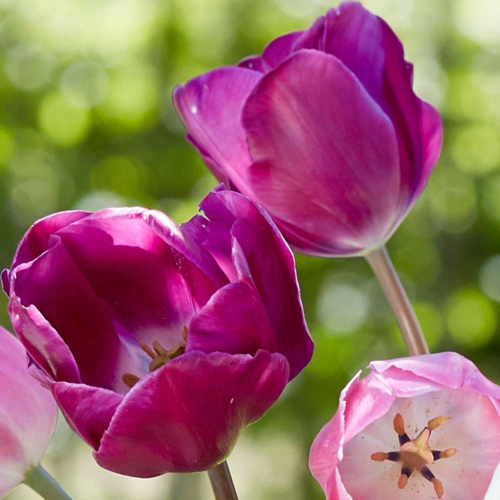 <i>Tulipa</i> 'Attila'