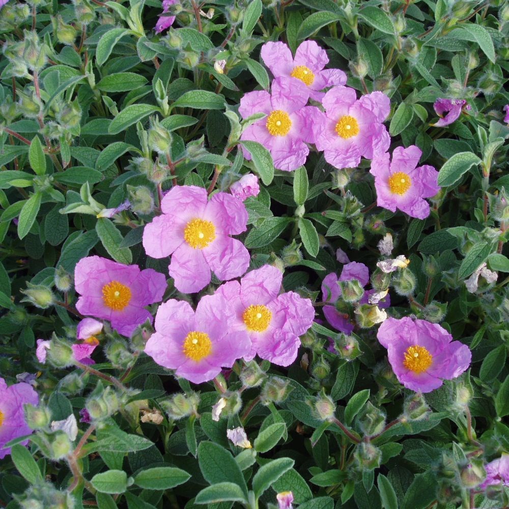 <i>Cistus creticus</i> 