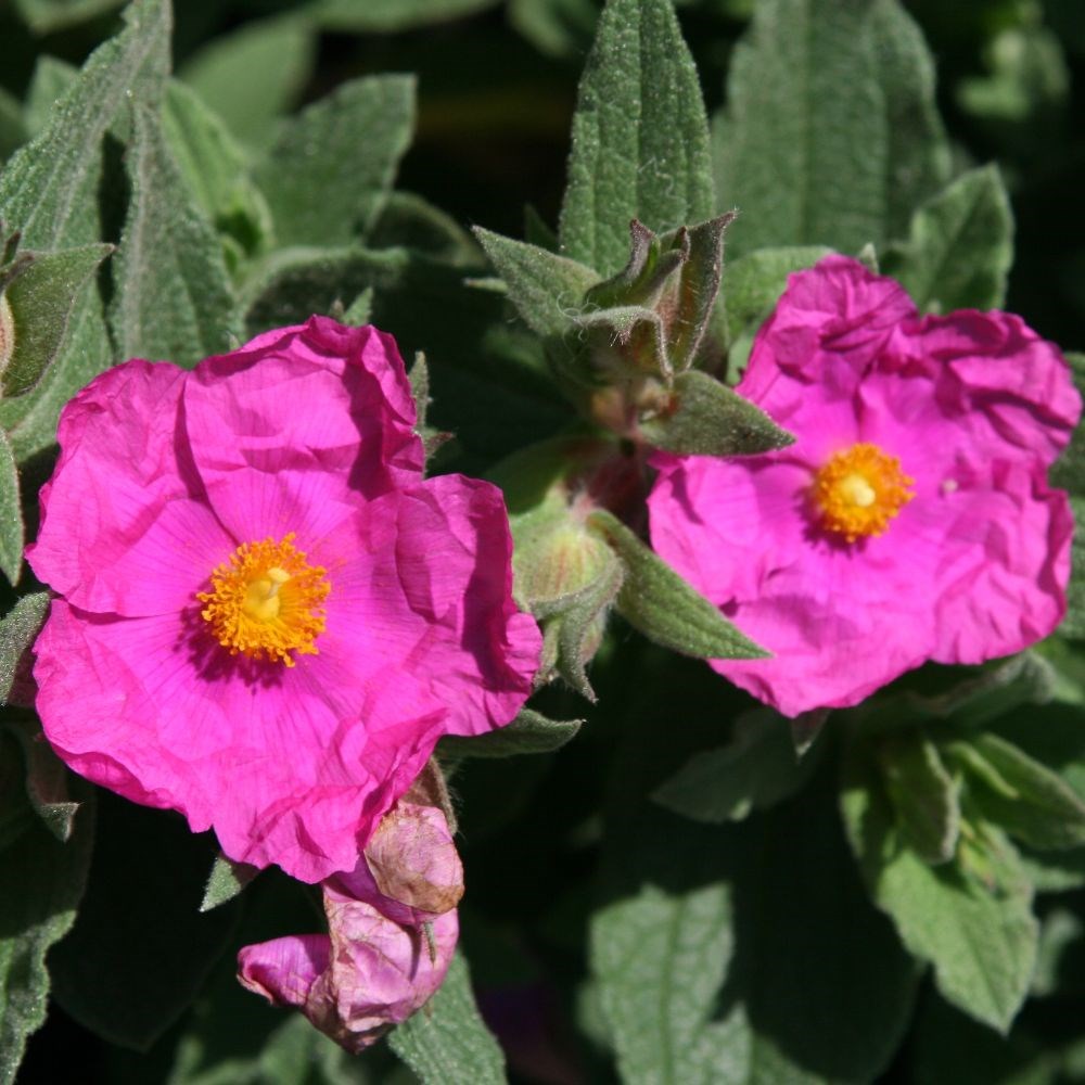 <i>Cistus</i> × <i>pulverulentus</i> 'Sunset'