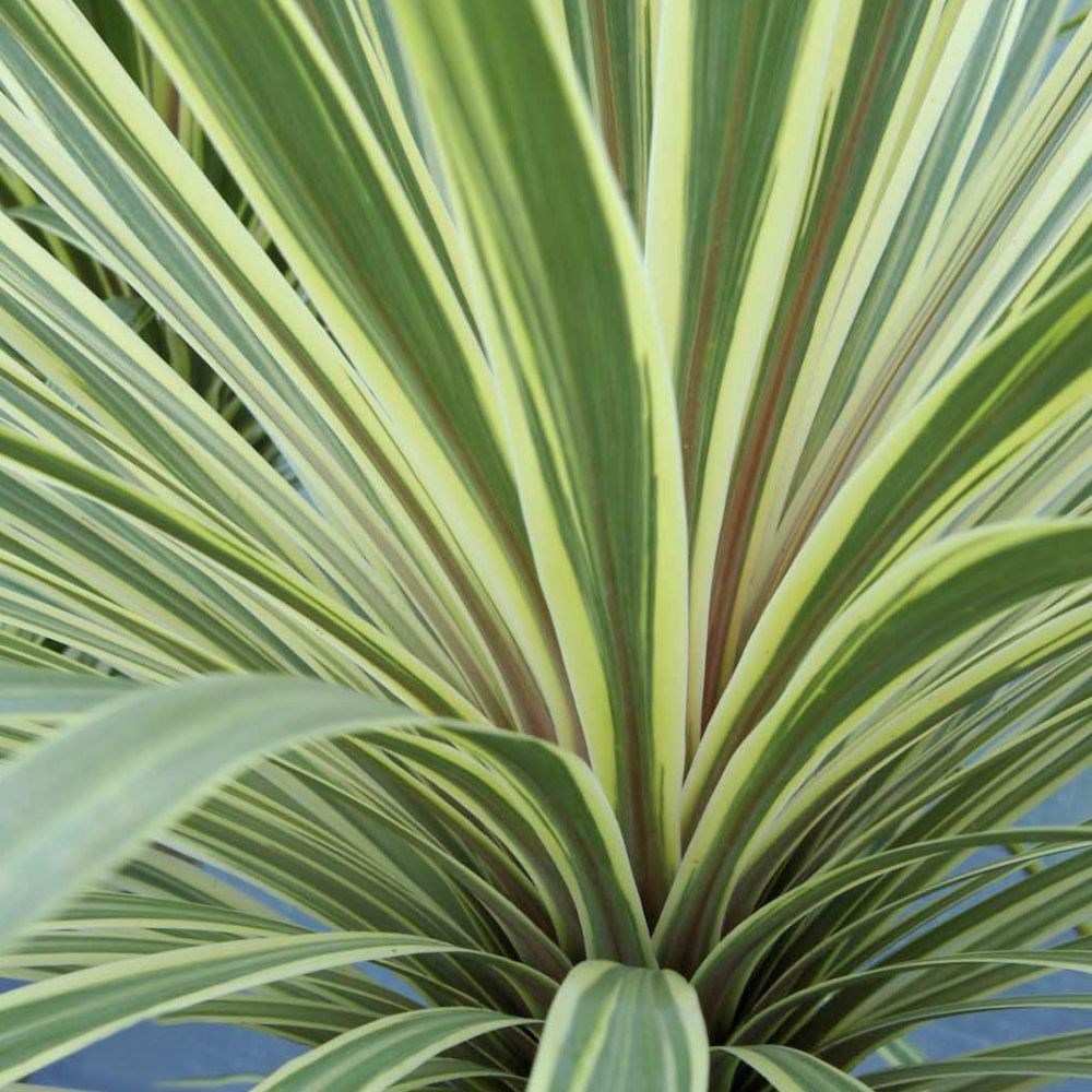 <i>Cordyline australis</i> 'Torbay Dazzler'