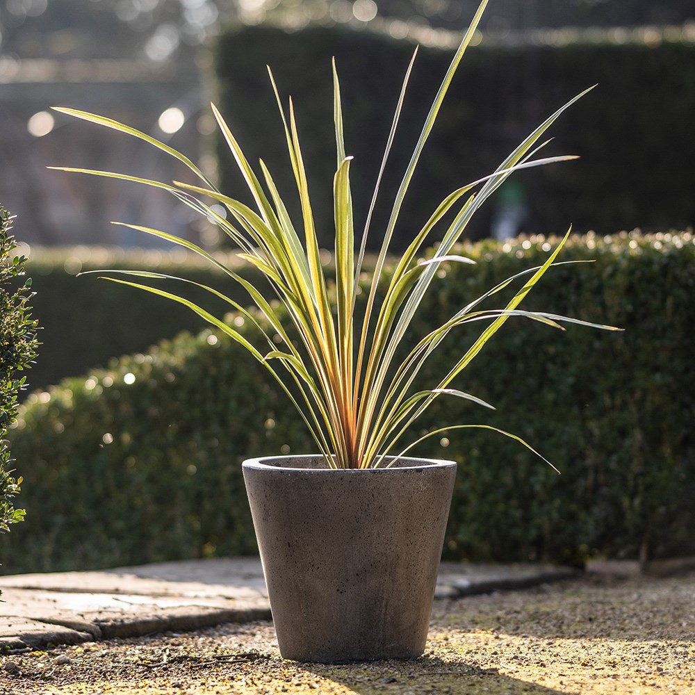 <i>Cordyline australis</i> 'Torbay Dazzler'