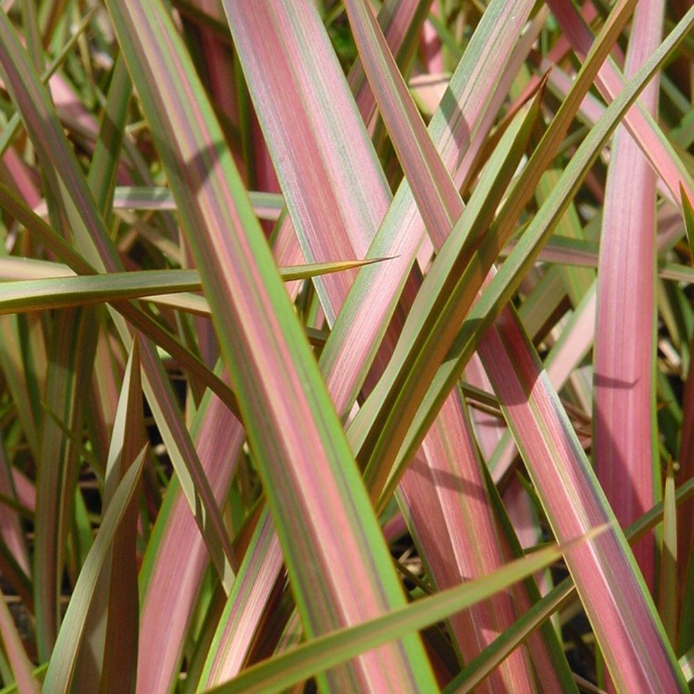 <i>Phormium</i> 'Jester'